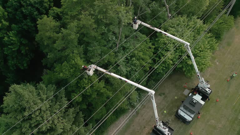 Best Utility Line Clearance  in Hobart, WA